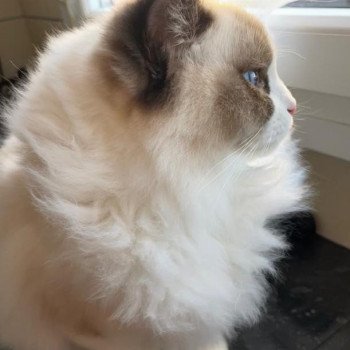 Elevage Ragdoll LOOF chaton aux yeux bleus disponible - Seal Bicolore - Metz - Moselle - département 57