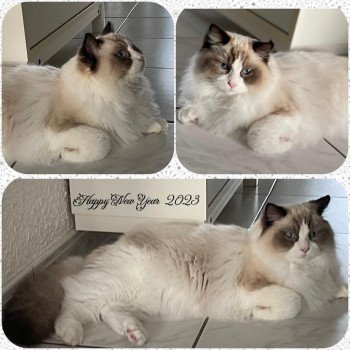 Elevage Ragdoll LOOF chaton aux yeux bleus disponible - Seal Bicolore - Metz - Moselle - département 57