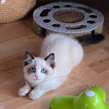 Elevage Ragdoll LOOF chaton aux yeux bleus disponible à l’adoption - Seal Bicolore - Compiègne - Oise - département 60