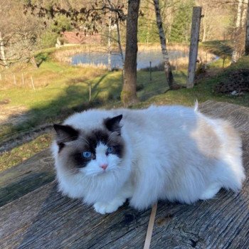 Elevage Ragdoll LOOF chaton aux yeux bleus disponible à l’adoption - Seal Bicolore - Compiègne - Oise - département 60