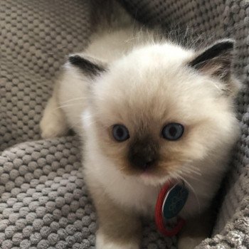 Elevage Ragdoll LOOF chaton aux yeux bleus disponible - Seal Mitted - Reims - Marne - département 51