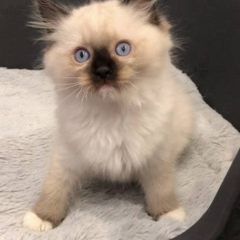 Elevage Ragdoll LOOF chaton aux yeux bleus disponible - Seal Mitted - Reims - Marne - département 51