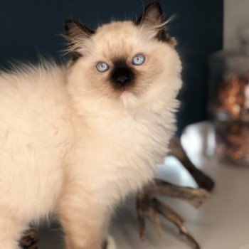 Elevage Ragdoll LOOF chaton aux yeux bleus disponible - Seal Mitted - Reims - Marne - département 51