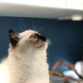 Elevage Ragdoll LOOF chaton aux yeux bleus disponible - Seal Mitted - Reims - Marne - département 51