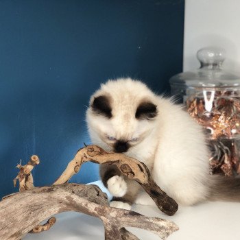 Elevage Ragdoll LOOF chaton aux yeux bleus disponible - Seal Mitted - Reims - Marne - département 51