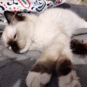 Elevage Ragdoll LOOF chaton aux yeux bleus disponible - Seal Mitted - Reims - Marne - département 51