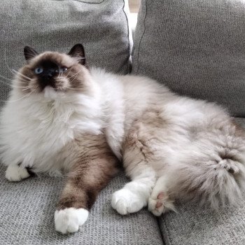 Elevage Ragdoll LOOF chaton aux yeux bleus disponible - Seal Mitted - Reims - Marne - département 51