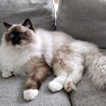 Elevage Ragdoll LOOF chaton aux yeux bleus disponible - Seal Mitted - Reims - Marne - département 51