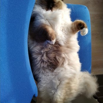 Elevage Ragdoll LOOF chaton aux yeux bleus disponible - Seal Mitted - Reims - Marne - département 51