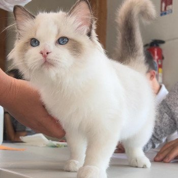 Elevage Ragdoll LOOF Grandes lignées Paris Ile de France Mâle Seal bicolore aux yeux bleus intenses Elevage Ragdoll LOOF Grandes lignées Paris Ile de France Mâle Seal bicolore aux yeux bleus intenses