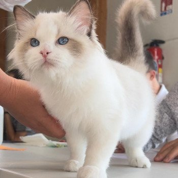 chat Ragdoll Totem L'Arbre aux Chats