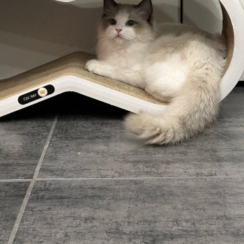 Elevage Ragdoll LOOF Grandes lignées Paris Ile de France Mâle Seal bicolore aux yeux bleus intenses Elevage Ragdoll LOOF Grandes lignées Paris Ile de France Mâle Seal bicolore aux yeux bleus intenses