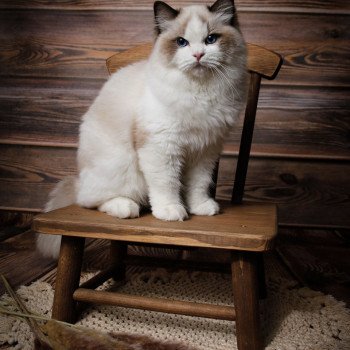 chat Ragdoll Totem L'Arbre aux Chats