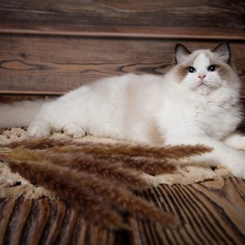 Elevage Ragdoll LOOF Grandes lignées Paris Ile de France Mâle Seal bicolore aux yeux bleus intenses Elevage Ragdoll LOOF Grandes lignées Paris Ile de France Mâle Seal bicolore aux yeux bleus intenses