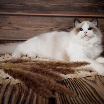 chat Ragdoll Totem L'Arbre aux Chats