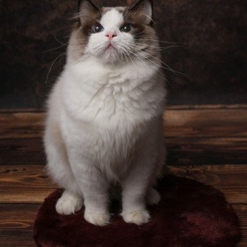 Elevage Ragdoll LOOF Grandes lignées Paris Ile de France Mâle Seal bicolore aux yeux bleus intenses Elevage Ragdoll LOOF Grandes lignées Paris Ile de France Mâle Seal bicolore aux yeux bleus intenses