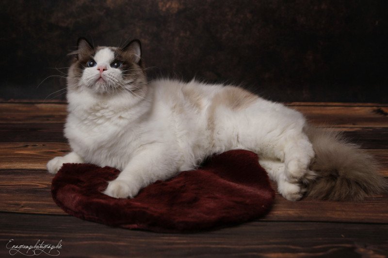 Elevage Ragdoll LOOF Grandes lignées Paris Ile de France Mâle Seal bicolore aux yeux bleus intenses