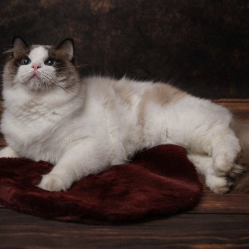 Elevage Ragdoll LOOF Grandes lignées Paris Ile de France Mâle Seal bicolore aux yeux bleus intenses Elevage Ragdoll LOOF Grandes lignées Paris Ile de France Mâle Seal bicolore aux yeux bleus intenses