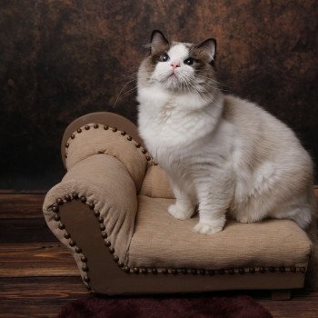 Elevage Ragdoll LOOF Grandes lignées Paris Ile de France Mâle Seal bicolore aux yeux bleus intenses Elevage Ragdoll LOOF Grandes lignées Paris Ile de France Mâle Seal bicolore aux yeux bleus intenses