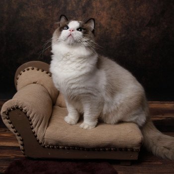 Elevage Ragdoll LOOF Grandes lignées Paris Ile de France Mâle Seal bicolore aux yeux bleus intenses Elevage Ragdoll LOOF Grandes lignées Paris Ile de France Mâle Seal bicolore aux yeux bleus intenses