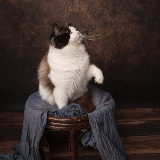 Totem Mâle Ragdoll