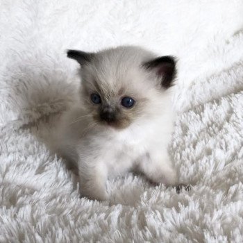 Elevage sérieux de Ragdoll LOOF chaton aux yeux bleus disponible à l’adoption - Seal Mitted - Paris - Ile de France - département 75 Elevage sérieux de Ragdoll LOOF chaton aux yeux bleus disponible à l’adoption - Seal Mitted - Paris - Ile de France - département 75