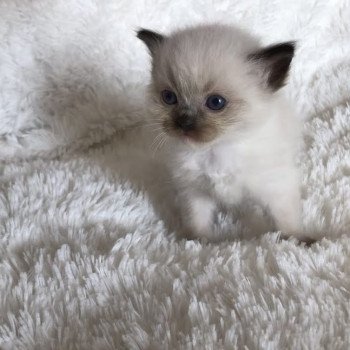 Elevage sérieux de Ragdoll LOOF chaton aux yeux bleus disponible à l’adoption - Seal Mitted - Paris - Ile de France - département 75