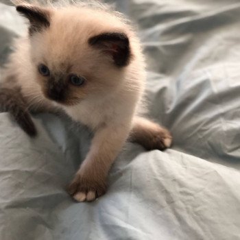 Elevage sérieux de Ragdoll LOOF chaton aux yeux bleus disponible à l’adoption - Seal Mitted - Paris - Ile de France - département 75