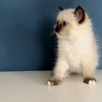 Elevage sérieux de Ragdoll LOOF chaton aux yeux bleus disponible à l’adoption - Seal Mitted - Paris - Ile de France - département 75