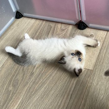 Elevage sérieux de Ragdoll LOOF chaton aux yeux bleus disponible à l’adoption - Seal Mitted - Paris - Ile de France - département 75