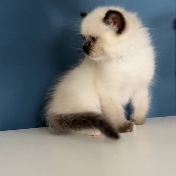 Elevage sérieux de Ragdoll LOOF chaton aux yeux bleus disponible à l’adoption - Seal Mitted - Paris - Ile de France - département 75