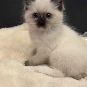 Elevage sérieux de Ragdoll LOOF chaton aux yeux bleus disponible à l’adoption - Seal Mitted - Paris - Ile de France - département 75