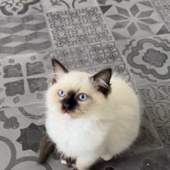 Elevage sérieux de Ragdoll LOOF chaton aux yeux bleus disponible à l’adoption - Seal Mitted - Paris - Ile de France - département 75