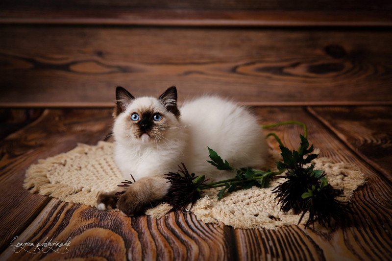 Totem de l'Arbre aux Chats Mâle Ragdoll