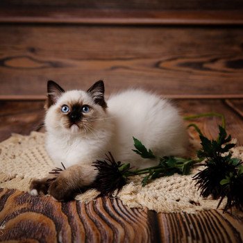 Elevage sérieux de Ragdoll LOOF chaton aux yeux bleus disponible à l’adoption - Seal Mitted - Paris - Ile de France - département 75