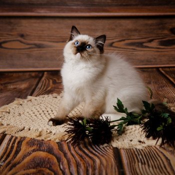 Elevage sérieux de Ragdoll LOOF chaton aux yeux bleus disponible à l’adoption - Seal Mitted - Paris - Ile de France - département 75