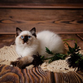 Elevage sérieux de Ragdoll LOOF chaton aux yeux bleus disponible à l’adoption - Seal Mitted - Paris - Ile de France - département 75 Elevage sérieux de Ragdoll LOOF chaton aux yeux bleus disponible à l’adoption - Seal Mitted - Paris - Ile de France - département 75