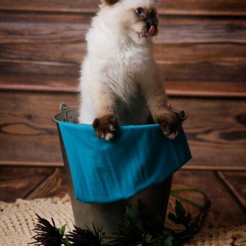 Elevage sérieux de Ragdoll LOOF chaton aux yeux bleus disponible à l’adoption - Seal Mitted - Paris - Ile de France - département 75