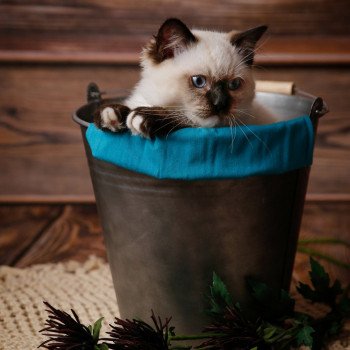 Elevage sérieux de Ragdoll LOOF chaton aux yeux bleus disponible à l’adoption - Seal Mitted - Paris - Ile de France - département 75