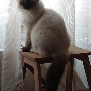 Elevage sérieux de Ragdoll LOOF chaton aux yeux bleus disponible à l’adoption - Seal Mitted - Paris - Ile de France - département 75 Elevage sérieux de Ragdoll LOOF chaton aux yeux bleus disponible à l’adoption - Seal Mitted - Paris - Ile de France - département 75