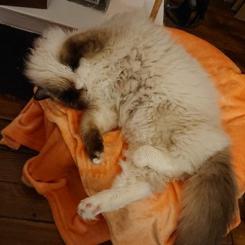 Elevage sérieux de Ragdoll LOOF chaton aux yeux bleus disponible à l’adoption - Seal Mitted - Paris - Ile de France - département 75 Elevage sérieux de Ragdoll LOOF chaton aux yeux bleus disponible à l’adoption - Seal Mitted - Paris - Ile de France - département 75