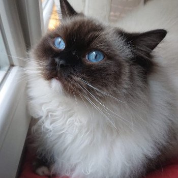 Elevage sérieux de Ragdoll LOOF chaton aux yeux bleus disponible à l’adoption - Seal Mitted - Paris - Ile de France - département 75 Elevage sérieux de Ragdoll LOOF chaton aux yeux bleus disponible à l’adoption - Seal Mitted - Paris - Ile de France - département 75