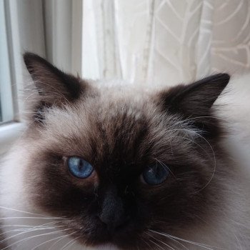 Elevage sérieux de Ragdoll LOOF chaton aux yeux bleus disponible à l’adoption - Seal Mitted - Paris - Ile de France - département 75