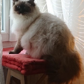 Elevage sérieux de Ragdoll LOOF chaton aux yeux bleus disponible à l’adoption - Seal Mitted - Paris - Ile de France - département 75 Elevage sérieux de Ragdoll LOOF chaton aux yeux bleus disponible à l’adoption - Seal Mitted - Paris - Ile de France - département 75