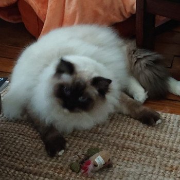 Elevage sérieux de Ragdoll LOOF chaton aux yeux bleus disponible à l’adoption - Seal Mitted - Paris - Ile de France - département 75 Elevage sérieux de Ragdoll LOOF chaton aux yeux bleus disponible à l’adoption - Seal Mitted - Paris - Ile de France - département 75