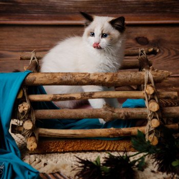 Les plus beaux Ragdolls LOOF de france chaton aux yeux bleus disponible à l’adoption - Seal bicolore - Reims - Marne - département 51