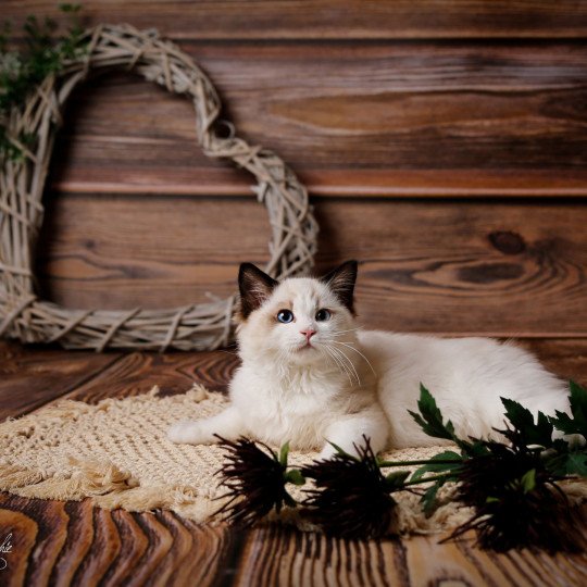 Tsuga de l'Arbre aux Chats Mâle Ragdoll