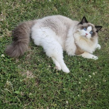 Les plus beaux Ragdolls LOOF de france chaton aux yeux bleus disponible à l’adoption - Seal bicolore - Reims - Marne - département 51