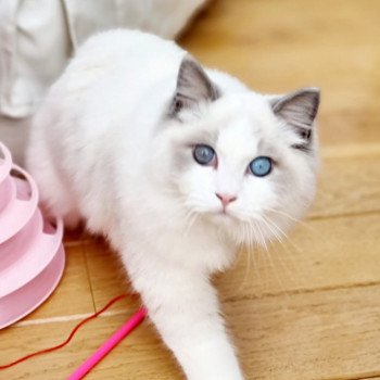 Elevage sérieux de Ragdoll LOOF chaton aux yeux bleus disponible à l’adoption - Bleu bicolore - Chatou - Île de France - département 78