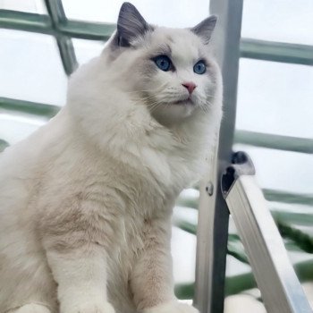 Elevage sérieux de Ragdoll LOOF chaton aux yeux bleus disponible à l’adoption - Bleu bicolore - Chatou - Île de France - département 78